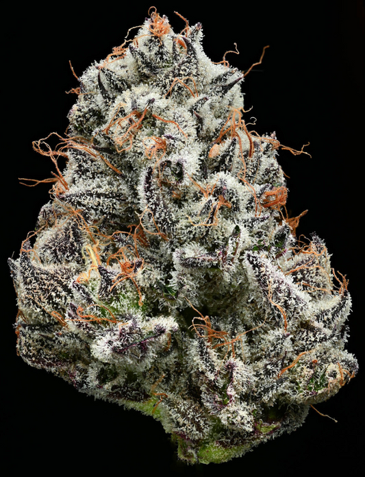 Black Cherry Gushers 305