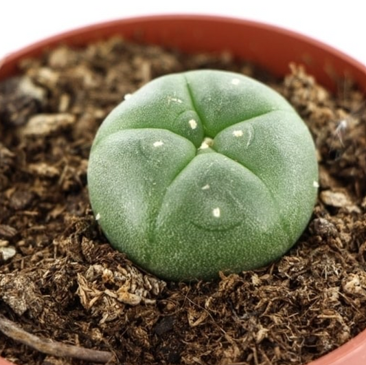 Peyote (Lophophora williamsii)