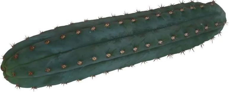 San Pedro - Pachanoi (25-29cm)