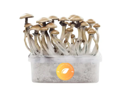 Grow Kit - Golden Teacher