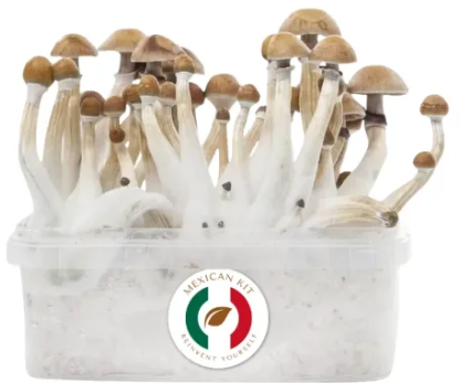 Grow Kit - Mexikanische