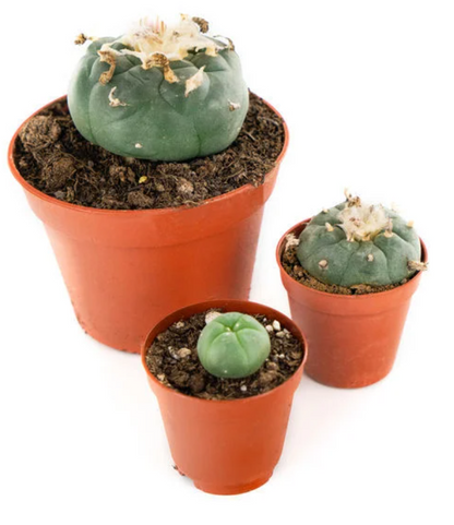 Peyote (Lophophora williamsii)