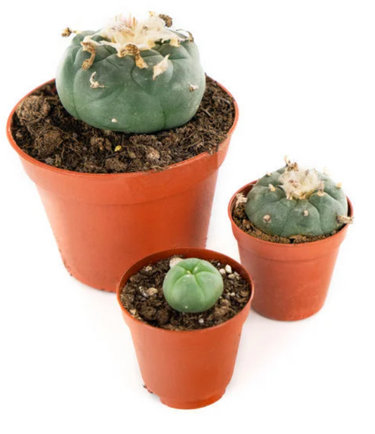 Peyote (Lophophora williamsii)