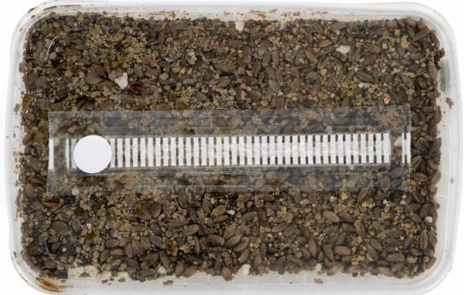 Substrat Set (sterilisiert)