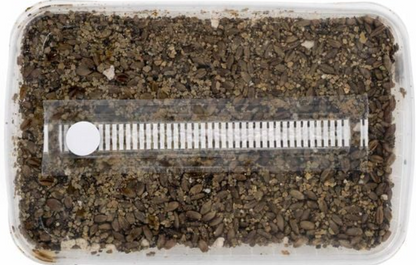 Substrat Set (sterilisiert)