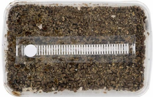 Substrat Set (sterilisiert)